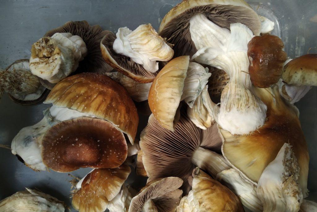 Psilocybin Mushrooms used on Psychedelic Retreats